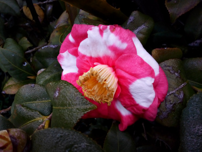 [The large petals overlap each other and are pink with large white splotches. The long yellow stamen in the center still form a cup shape, but the petals are perpendicular to the cup rather than circling it. The flower faces to the lower left so the inside of the cup is not visible.]